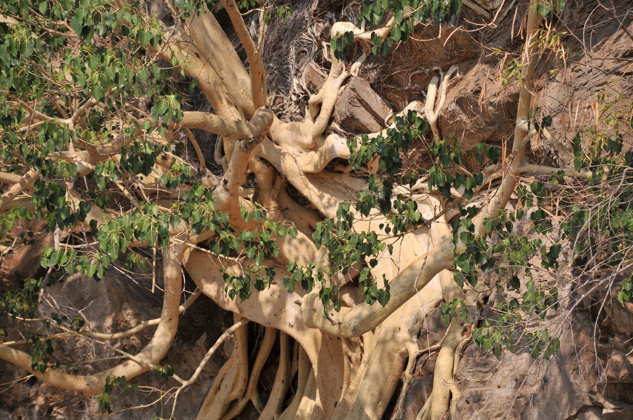 Ficus petiolaris